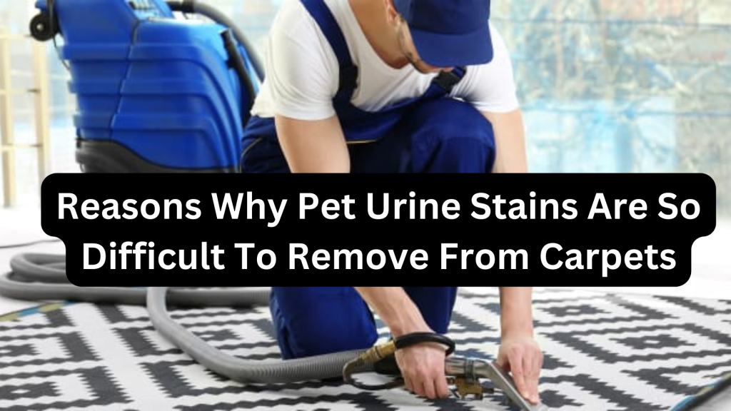 Reasons Why Pet Urine Stains Are So Difficult To Remove From Carpets